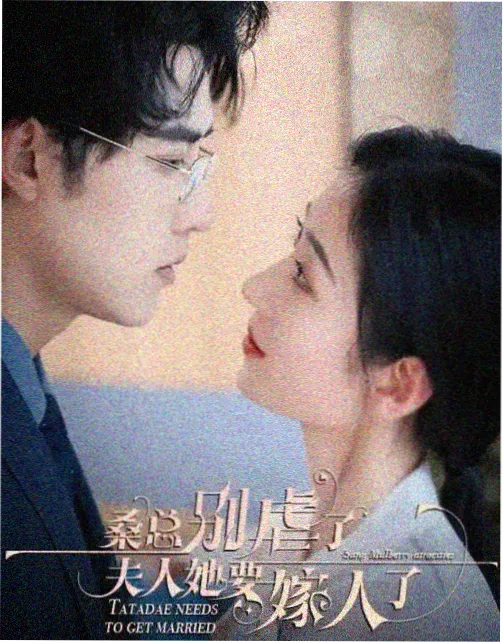 玳瑁重点色布偶猫档案卡的封面影像